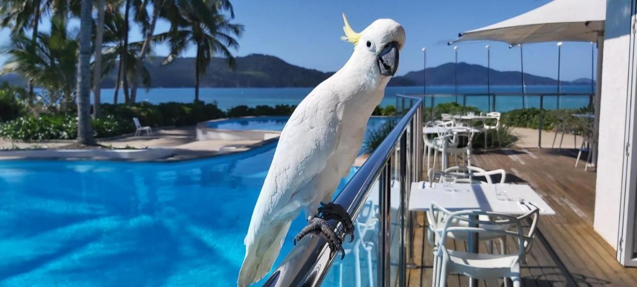 Casuarina Cove 13 On Hamilton Island By Hamorent Exteriör bild